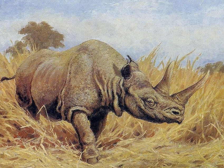 Примерно так выглядел носорог Мерка. Художник К. К. Флеров