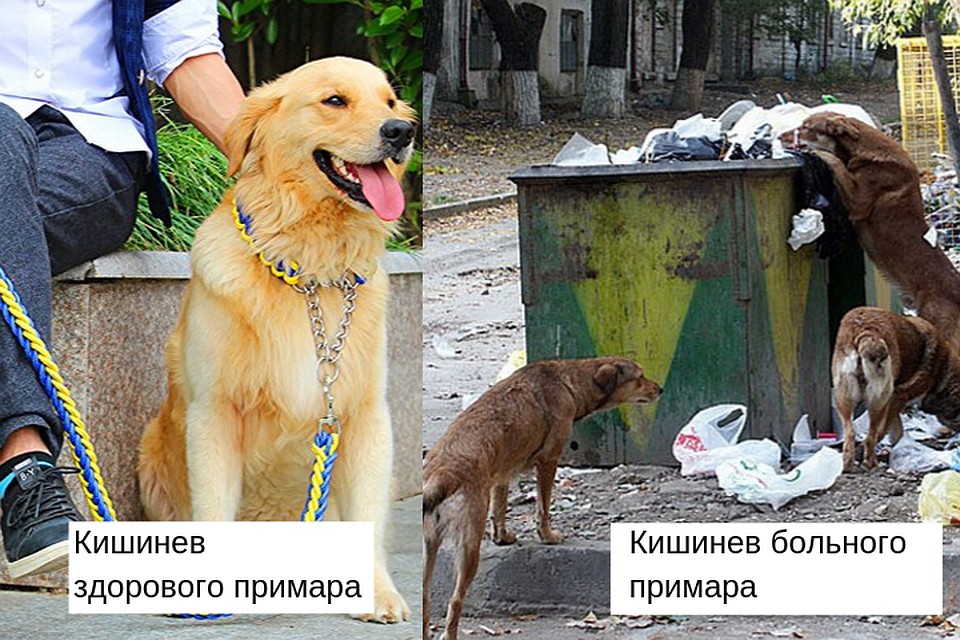 В Кишиневе явно бродячих животных больше домашних. Фото: Из архива "КП"