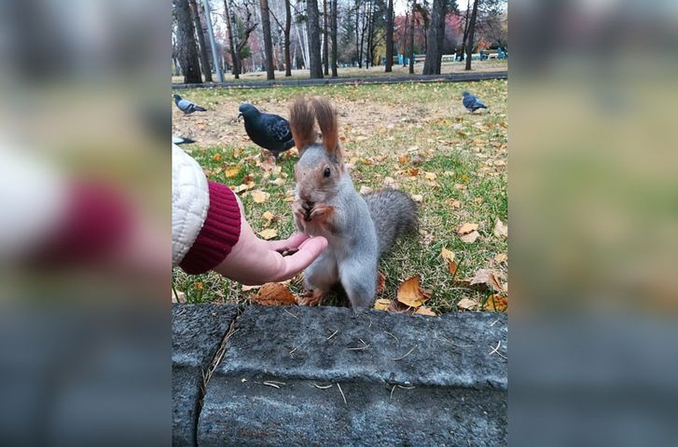 Белки уже начали понемногу менять свои шубки. Фото: Сергей Вильбергер