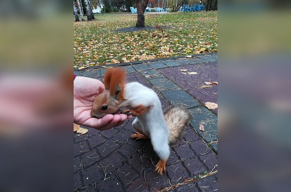 Зверьки уже начали запасаться орешками к холодам. Фото: Сергей Вильбергер