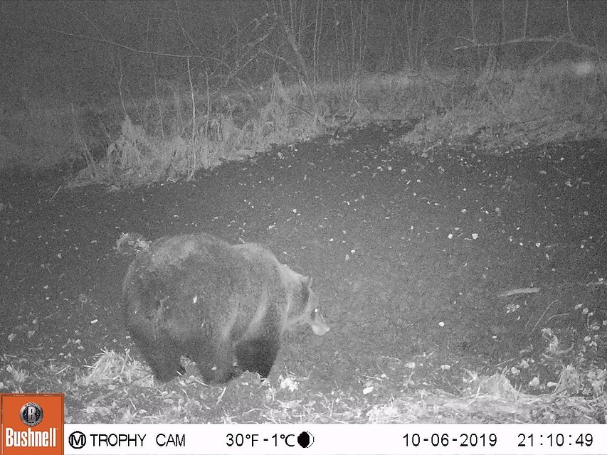 Все косолапые, что попадались на камеру, упитанные и вальяжные Фото: заповедник «Столбы»