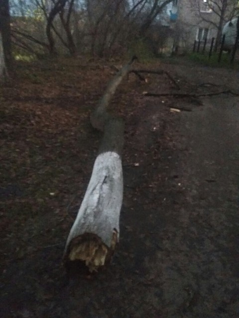 А в Коврове дерево свалило окорло спортшколы на набережной. Фото "Подслушано Ковров"