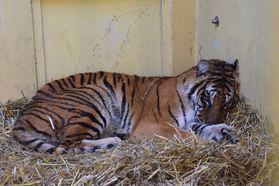 Софти много спит, все время прячется в соломе и почти не двигается. Фото: Zoo Poznań Official Site