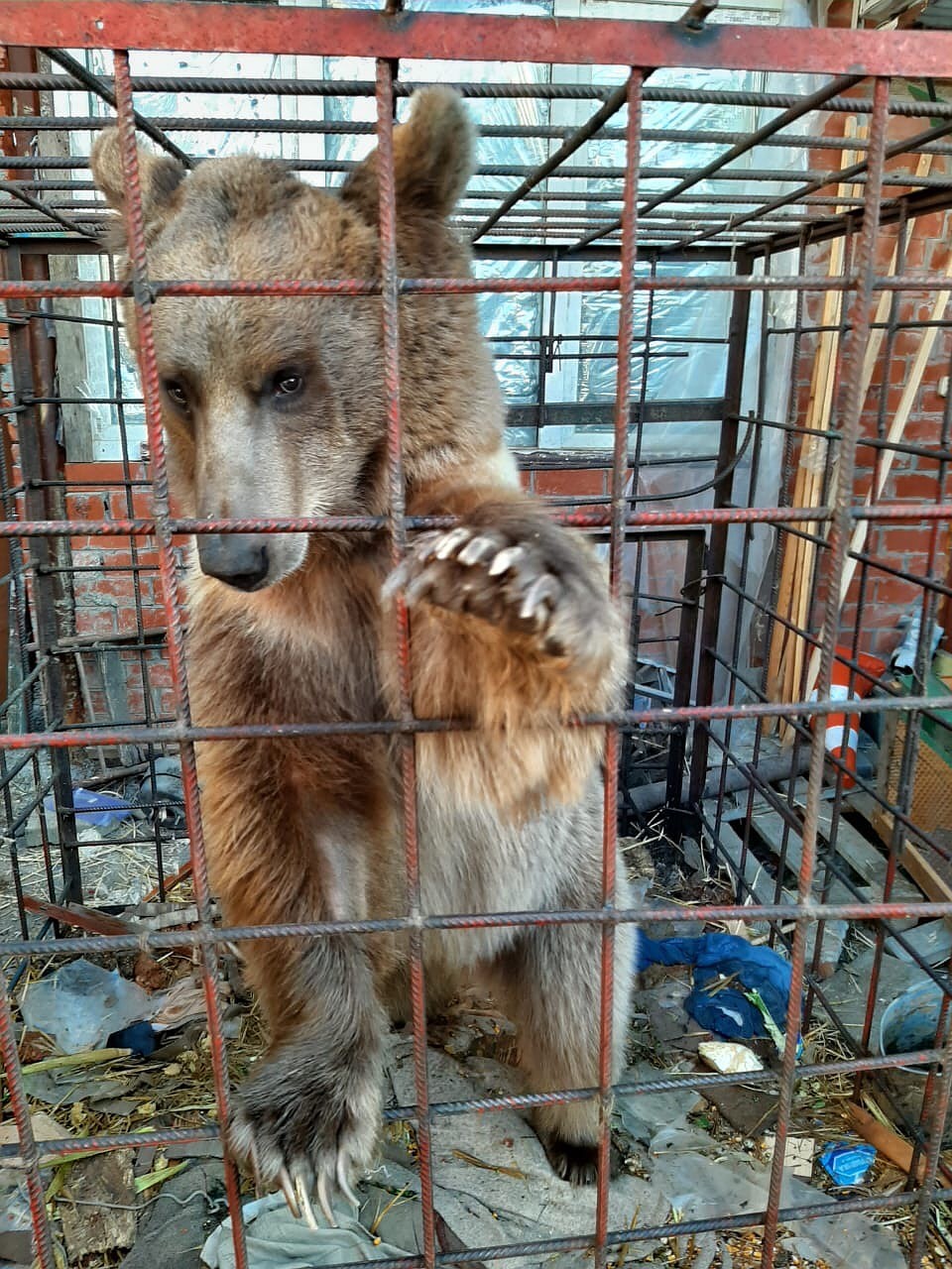 Он ютится в маленькой клетке.
