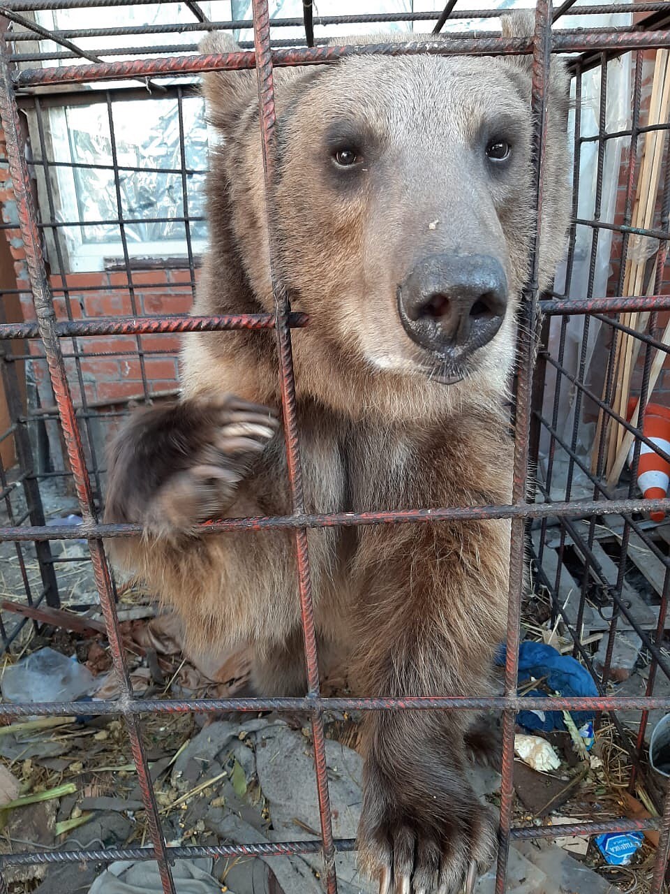 В большинстве питомников ответили отказом.