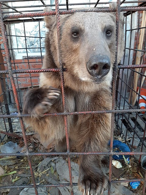 В большинстве питомников ответили отказом.