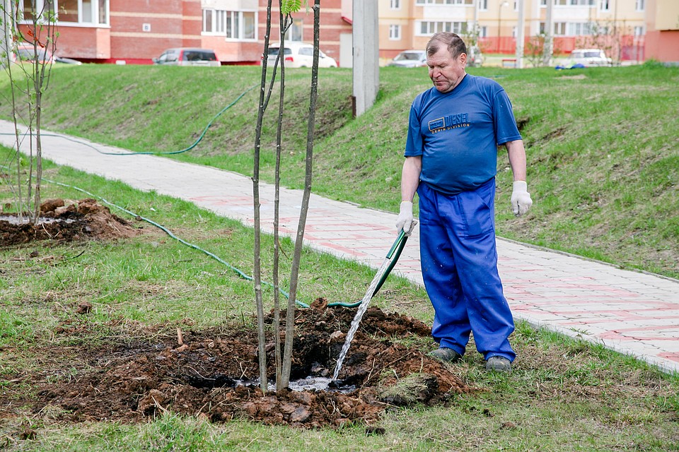 Ижевчане могут сэкономить на покраске бордюров и поливке деревьев Фото: архив редакции