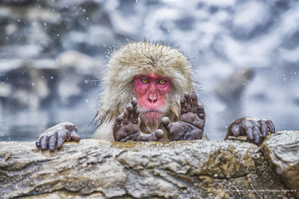 Фото: Pablo Daniel Fernandez/The Comedy Wildlife Photography Awards 2019