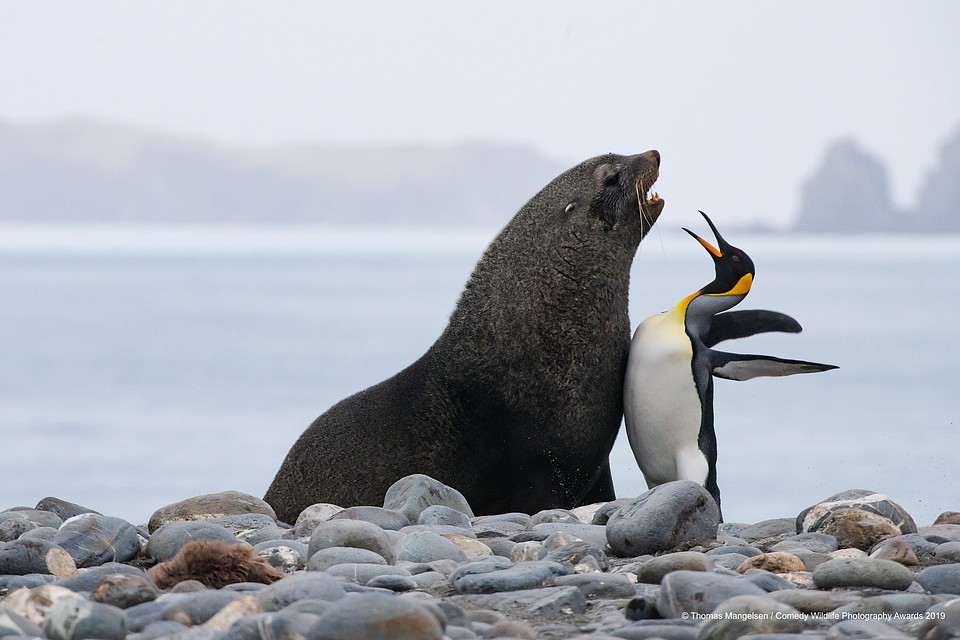 Фото: Thomas Mangelsen/The Comedy Wildlife Photography Awards 2019