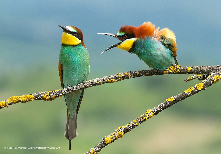 Фото: Vlado Pirsa/The Comedy Wildlife Photography Awards 2019