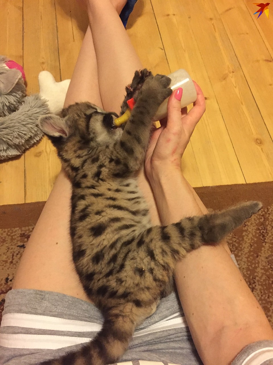 Пока был меленьким, Лекс ничем не отличался от обычных котят