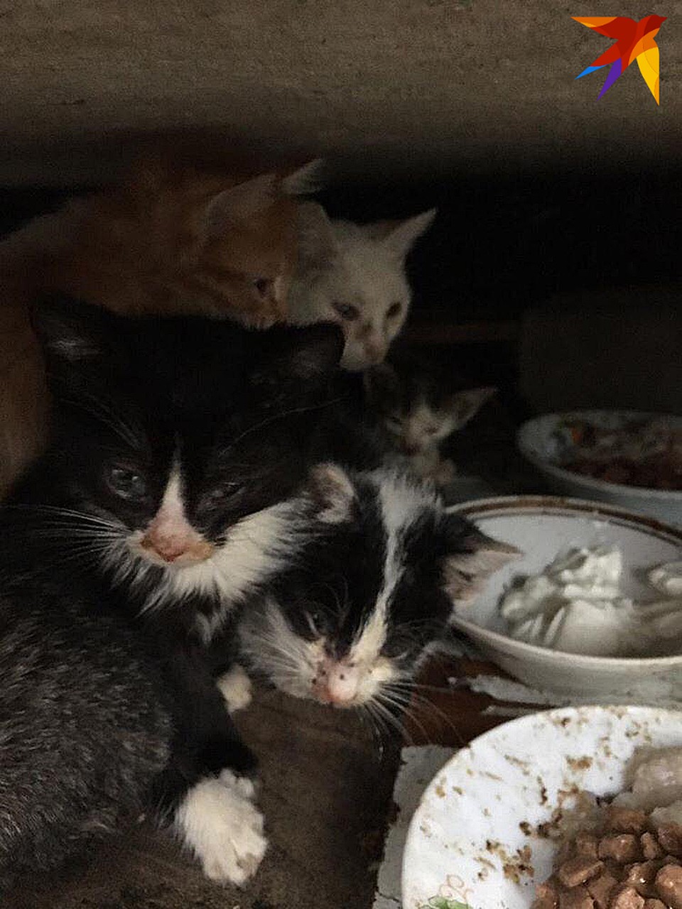 Котят тут ну очень много. Фото: фонд помощи животным "Мягкие сердца"