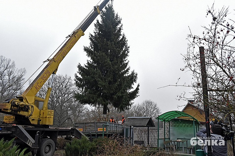15-метровую лесную красавицу с помощью автокрана и автовышки смогли погрузить на тягач и отвезти в Гомель. Фото: belkagomel.by.