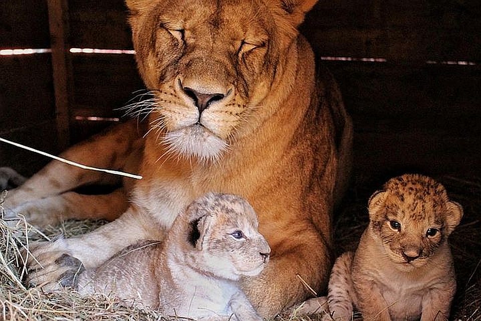 Молодая львица стала прекрасной мамой. Фото: zoopark_vl