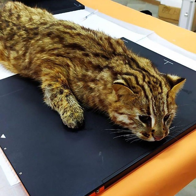 У дальневотсочного кота несколько переломов. Фото: МРОО «Центр «Тигр»