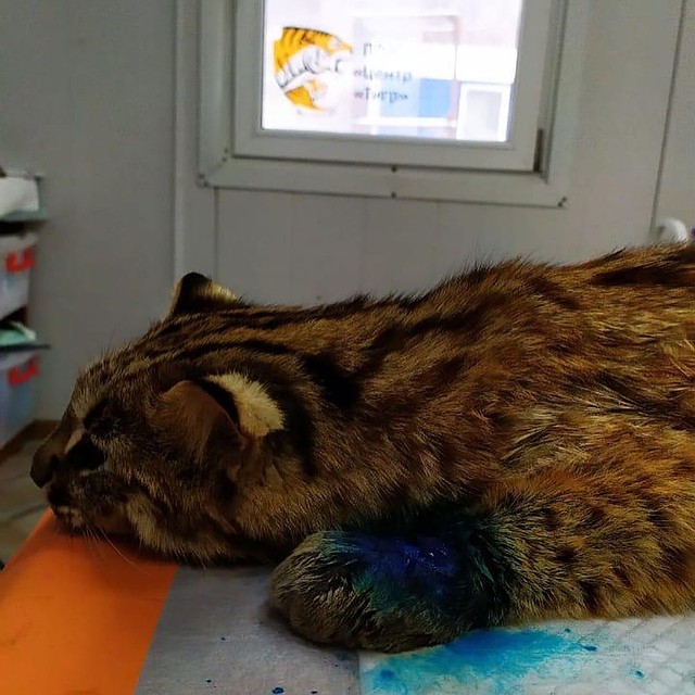 Коту обработали раны. Фото: МРОО «Центр «Тигр»