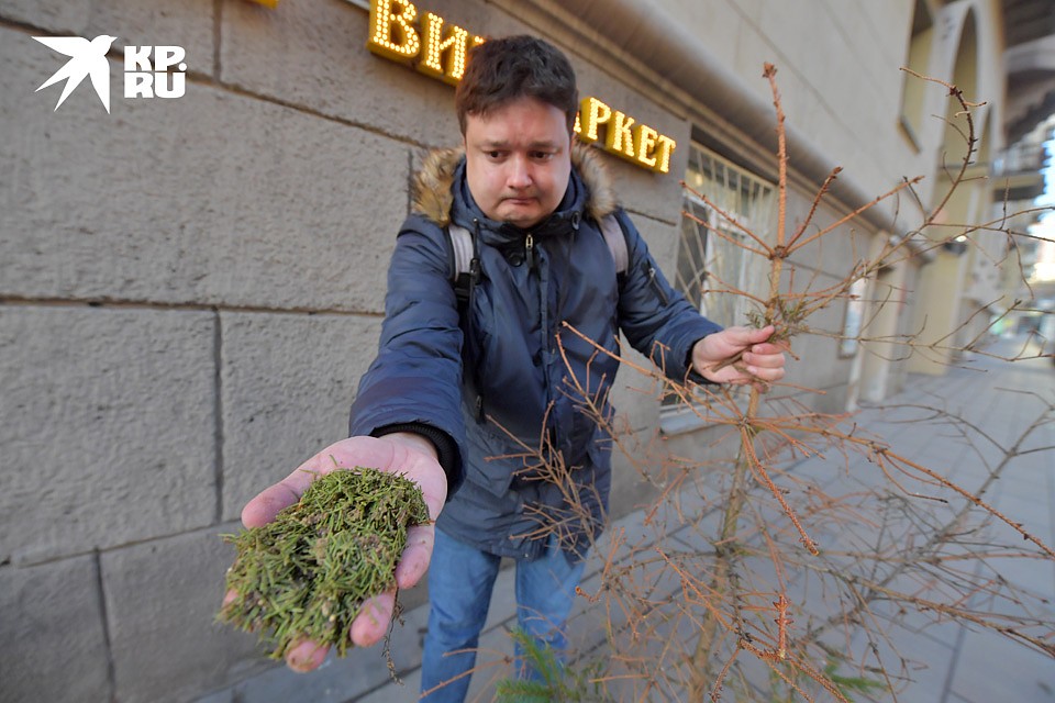 Хвоя с новогоднего дерева осыпалась безбожно. Фото: Владимир ВЕЛЕНГУРИН