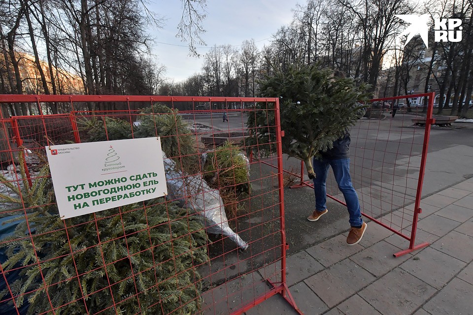 Пункт приёма ёлок выглядит незатейливо. Приемщиков нет. Фото: Владимир ВЕЛЕНГУРИН