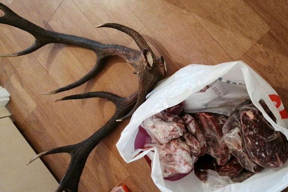 На квартире в Гродно у нарушителя нашли рога трофейного оленя и 13 килограммов мяса. Фото: gosinspekciya.gov.by.