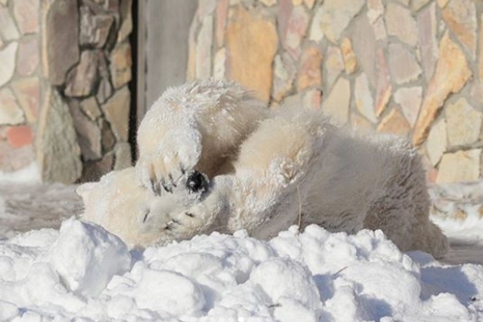 Посетители зоопарка отметили, что Хаарчаане идет белый цвет. Фото: instagram.com/spbzoopark