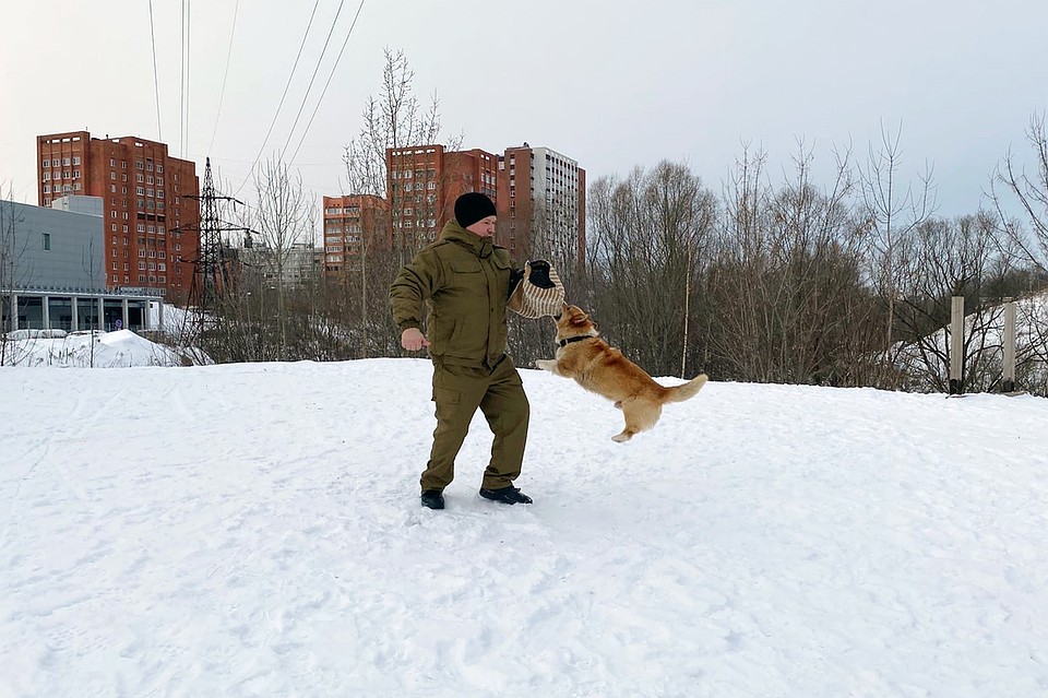 На тренировке Рыжий за пару секунд настигает «подозреваемого» и остервенело вгрызается ему в ватный нарукавник, подпрыгнув на высоту полутора метров Фото: Юлия ИСАЕВА