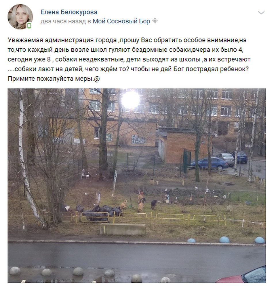 Горожане просят администрацию заняться стерилизацией псов и определить их в приюты Фото: СОЦСЕТИ