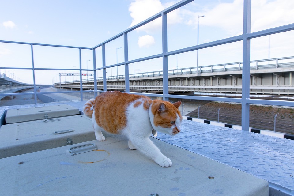 Кот всегда выглядит шикарно и неотразимо. Фото: кот Моста/VK