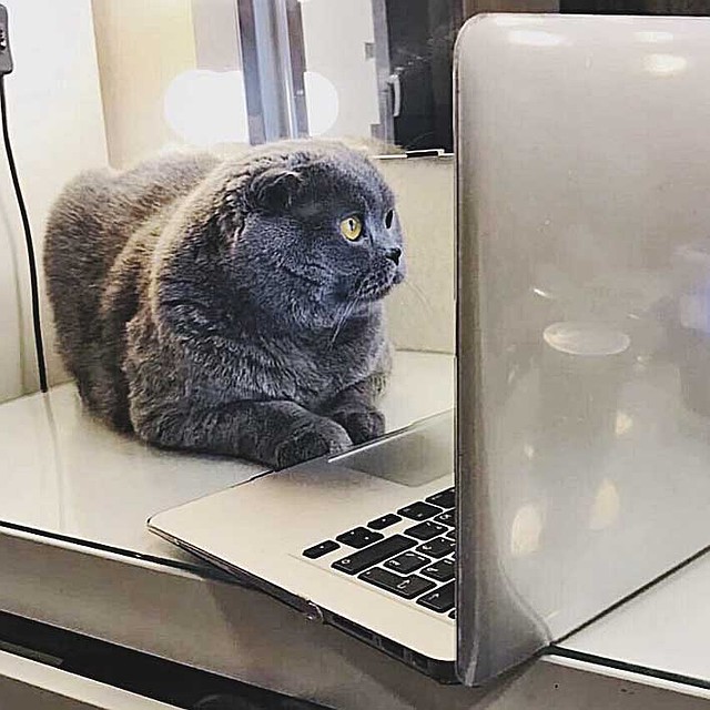 - Говорят, не повезет, если черный кот на Enter вам нажмет... Фото: Instagram.com