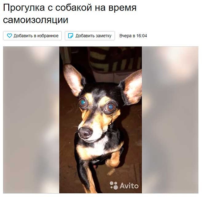 Аренда собак во время карантина. Фото: avito.ru