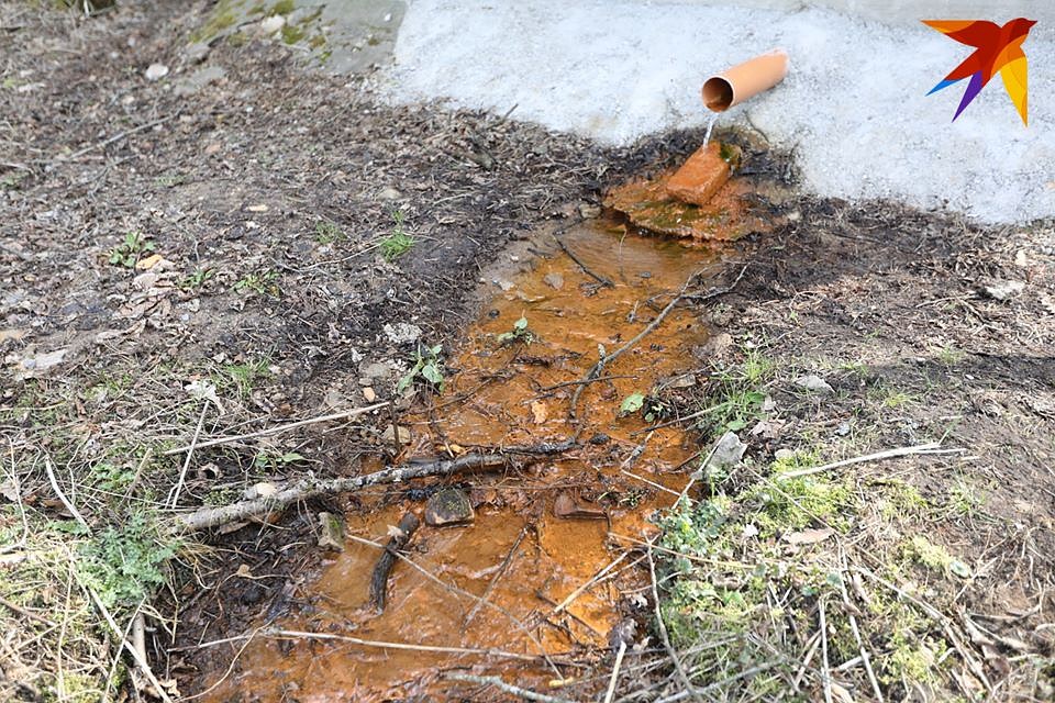 Вода в этом роднике с большим количеством железа. Фото: Дмитрий ЛАСЬКО