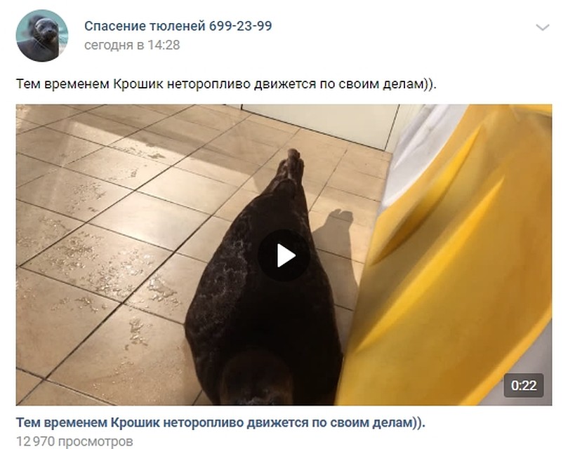 О буднях Крошика рассказали в группе Фонда друзей балтийской нерпы. Фото: vk.com/sealrescue