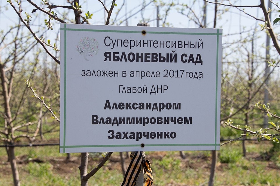Сад находится в Тельмановском районе Фото: Андрей ТРУБЕЦКИЙ