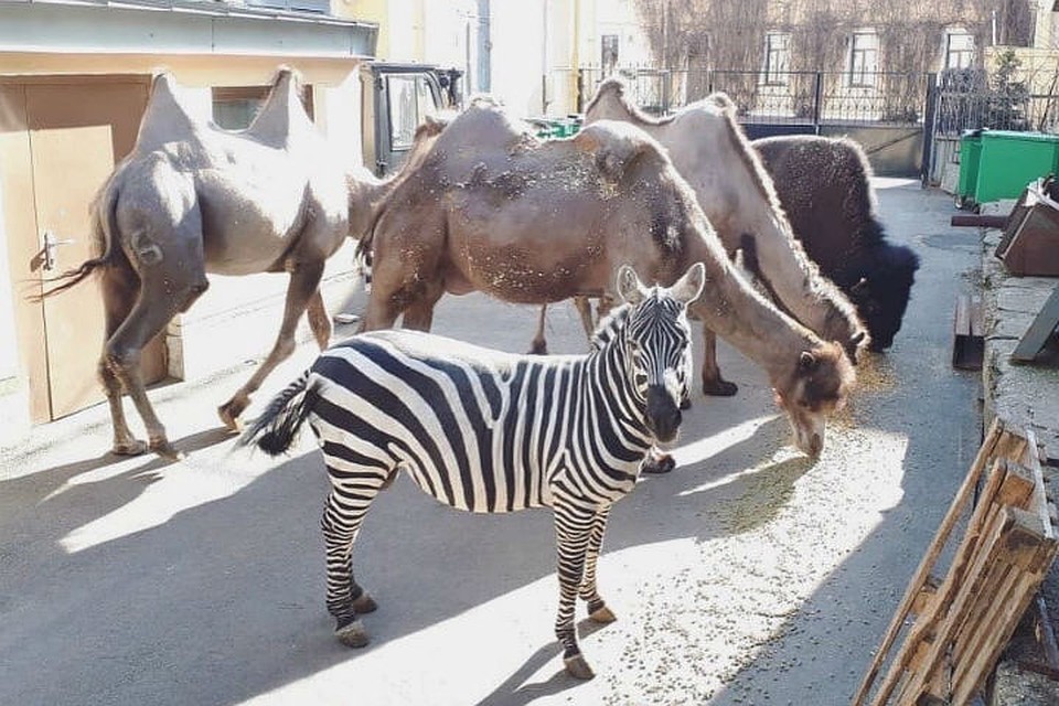 На прогулку вывели зебр, верблюдов и бизона / Фото: Цирк Чинизелли