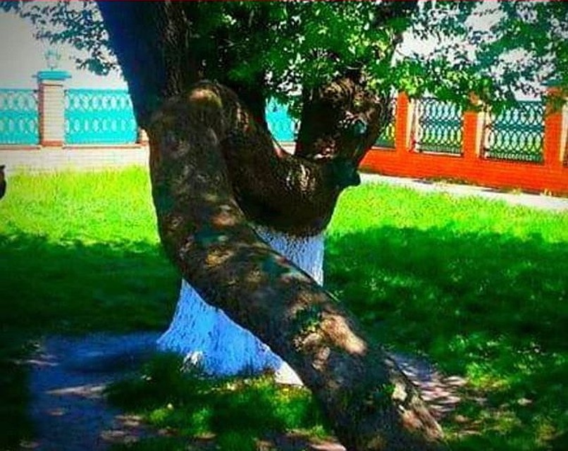 Дикая груша — одна из трёх главных святынь секты баталхаджинцев Фото: СОЦСЕТИ
