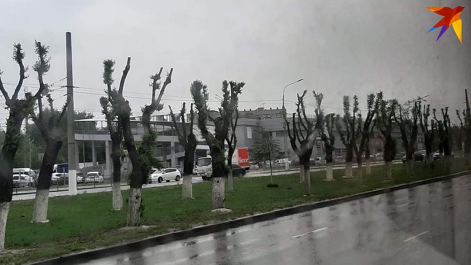 Еще один образчик недавней обрезки. Фото: Екатерина СИМОХИНА