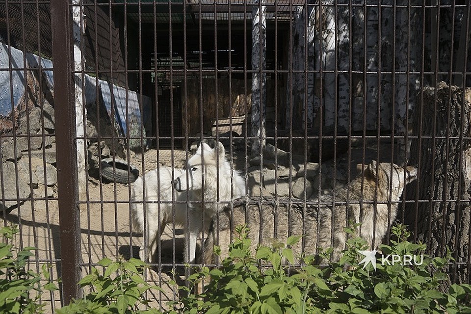 Арктические волки Луна и Туман Фото: Алексей БУЛАТОВ