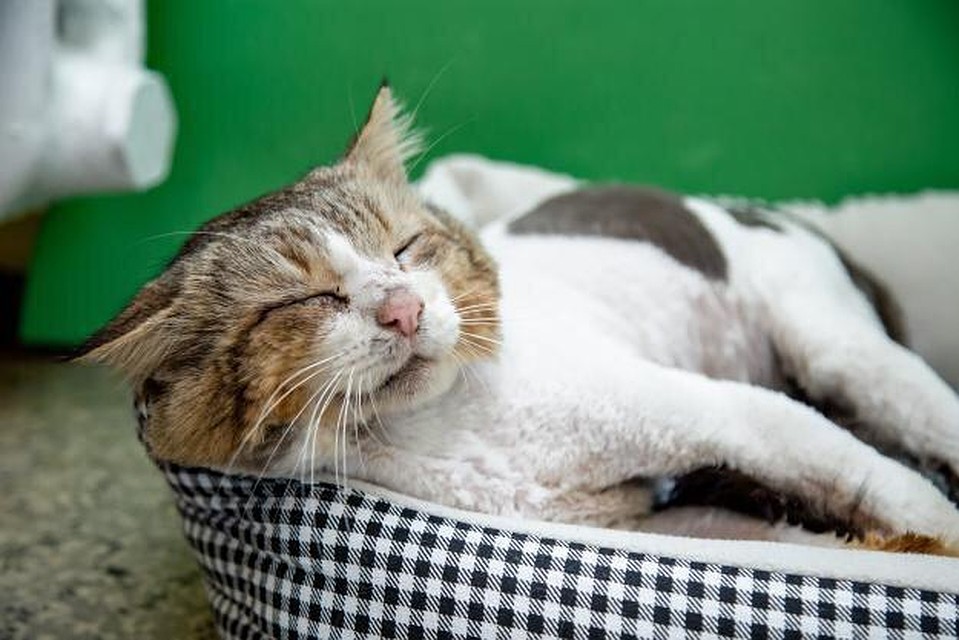 Котик сейчас находится на передержке