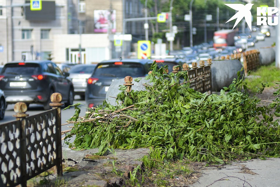 Ураган ломал ветки и валил деревья. Фото: Алена МАРТЫНОВА