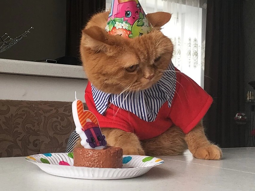 Самый креативный кот Симба
