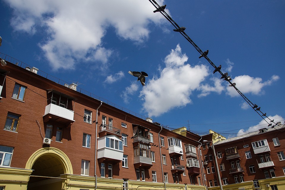Голубей хватает и на Металлурге Фото: Светлана МАКОВЕЕВА