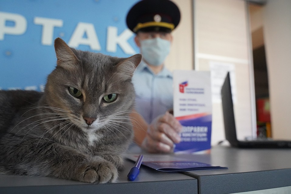 Коты - главные хранители участков Фото: Светлана МАКОВЕЕВА