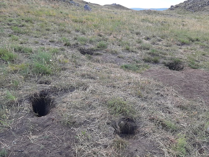 Зимой на остров пришла лиса. Фото: Игорь Моролдоев.