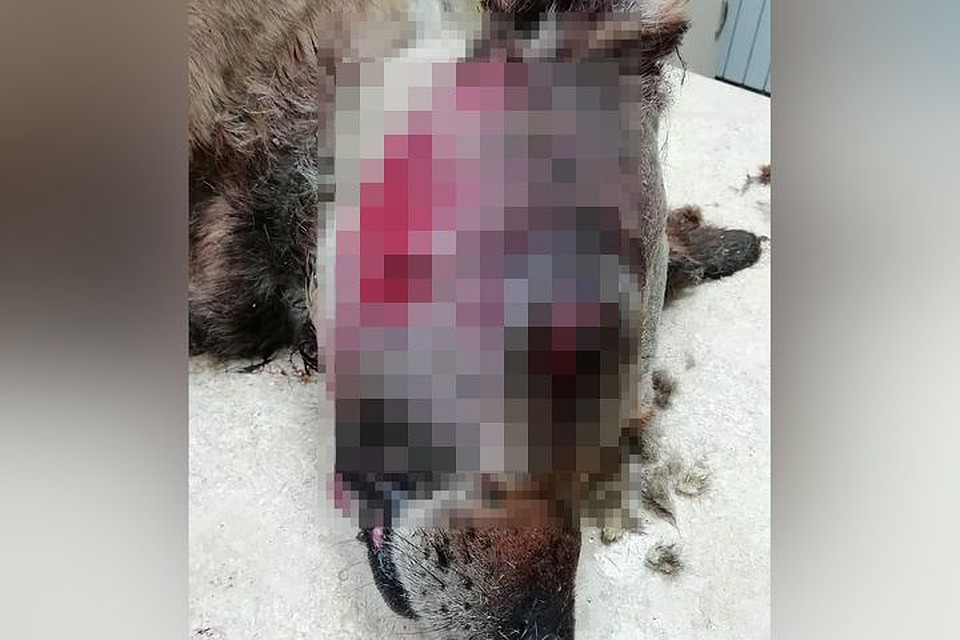 Покалеченная собака пролежала на помойке несколько дней. Фото: группа «Жизнь «Проекта»