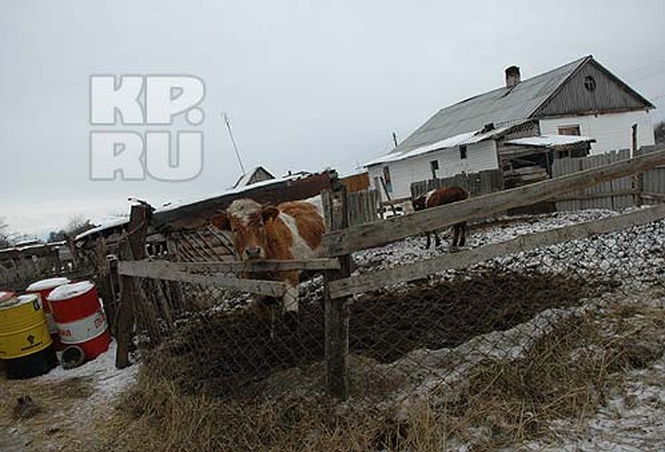 Без детей приемным родителям приходится тянуть хозяйство самостоятельно. Фото: Геннадий БИСЕНОВ