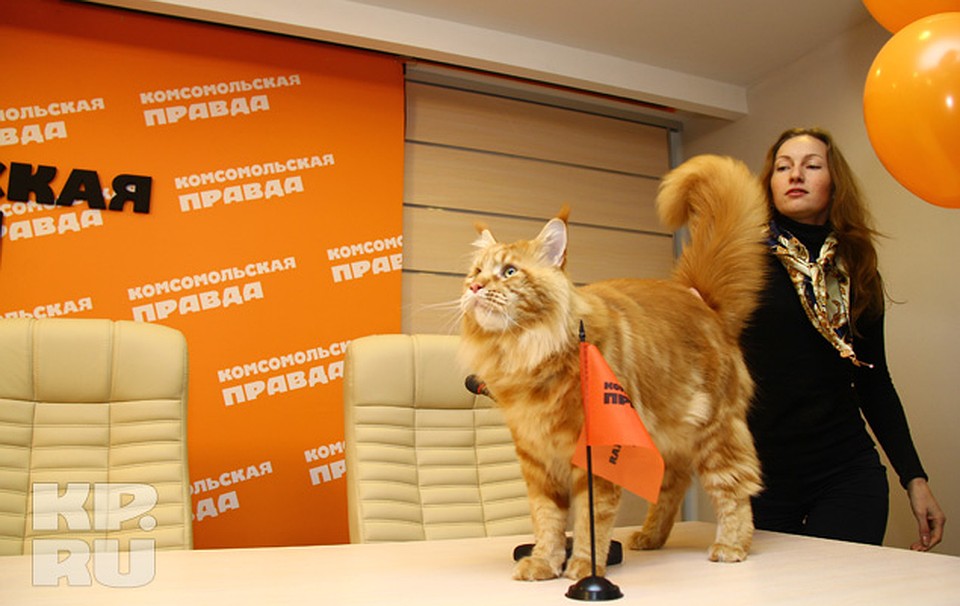 «Комсомолка» пригласила открыть новую информационную площадку самого известного в городе кота - Кью породы мейн-кун. Фото: Роман ИГНАТЬЕВ