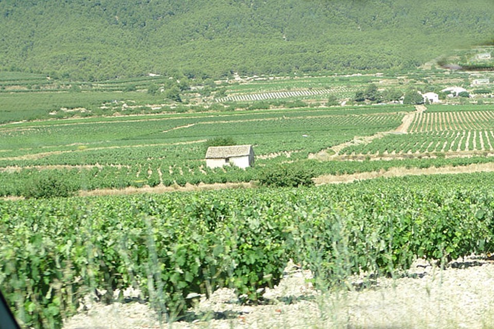 Виноградники в Bullas