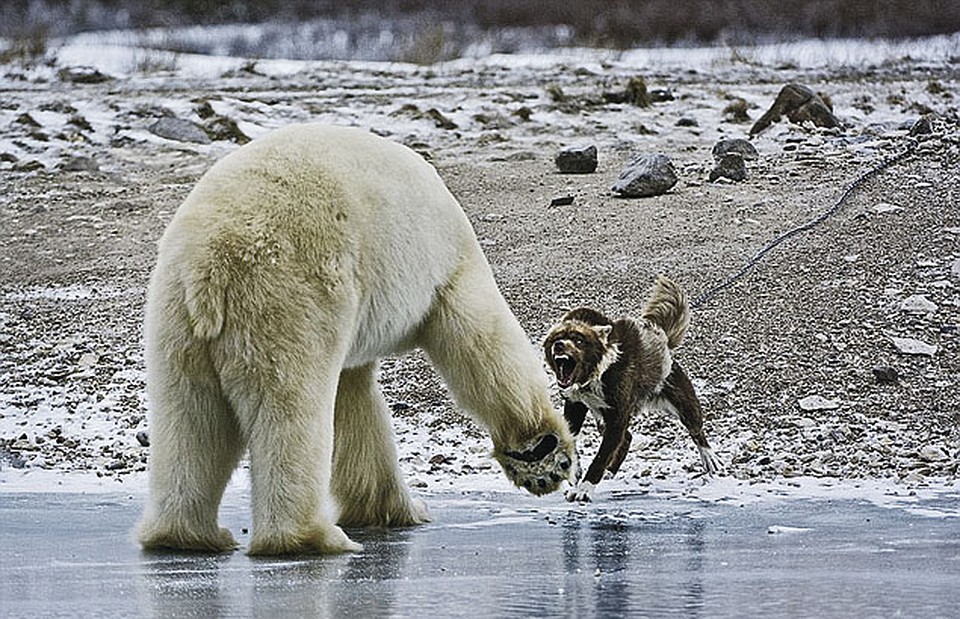 ...и включил задний ход. Фото: EAST NEWS