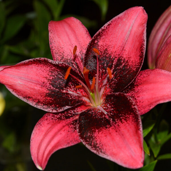 Выставка лилий в Аптекарском огороде