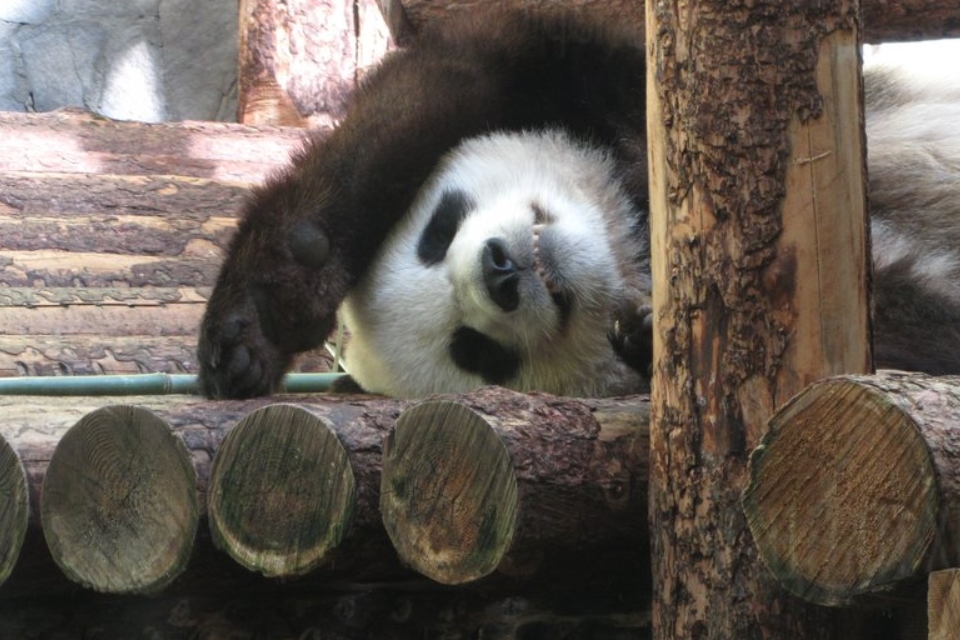 Куда сходить на выходные 21, 22 и 23 февраля 2021 года в Москве: концерт Soprano Турецкого, зимние игры в парке «Патриот» и панды