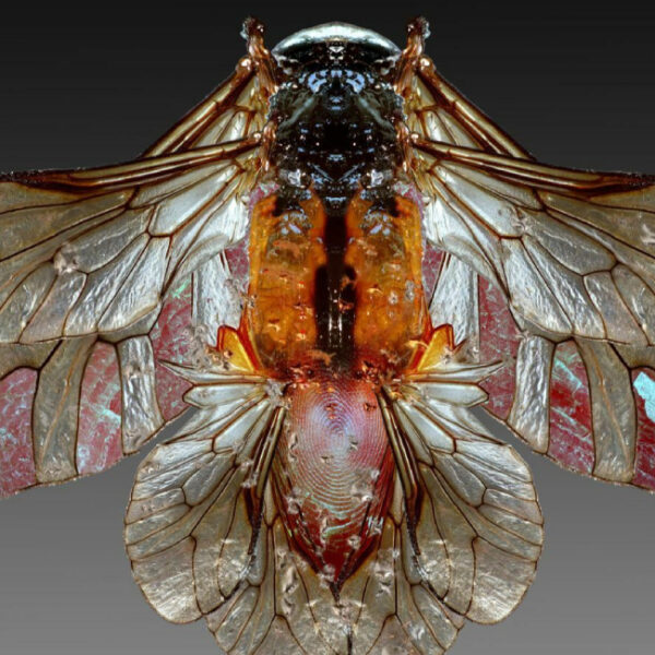 Выставка «Биохакинг»